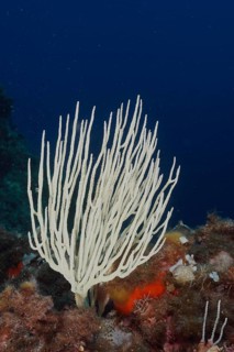 White gorgonian (Eunicella singularis) in the Mediterranean Sea near Hyères. Dive site Giens