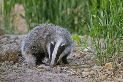 Young European badger (Meles meles) juvenile sniffing the earth for earthworms and insects in