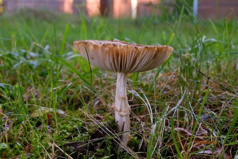 Giant umbrella mushroom in a meadow, parasol mushroom (Macrolepiota procera), mushroom, close-up,