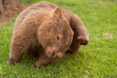 A common wombat (Vombatus ursinus) scratches its head. Kangaroo Valley, Australia (NSW)