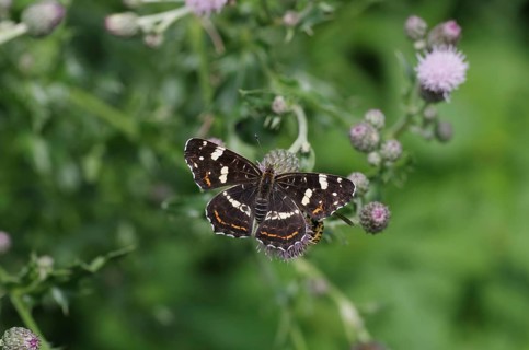 Map butterfly (Araschnia levana), butterfly, 2nd generation, open wings, thistle, The land carder