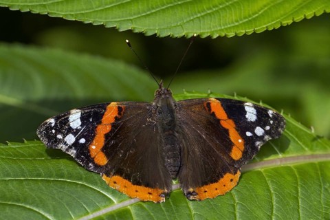 Red Admiral (Vanessa atalanta) butterfly on leaf