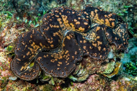 Close-up of giant clam (Tridacna maxima) with open shell mantle and patterned mantle tissue with