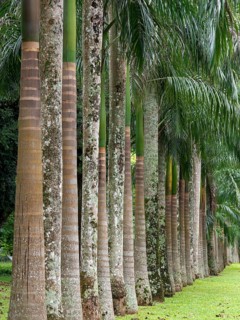 Avenue with royal palms, Kandy Botanical Gardens, Sri Lanka, Asia