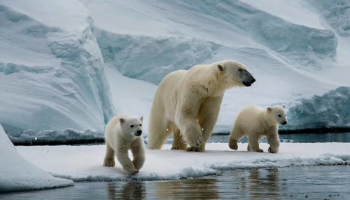A polar bear with its two cubs walks through the snow in the polar region, AI generated