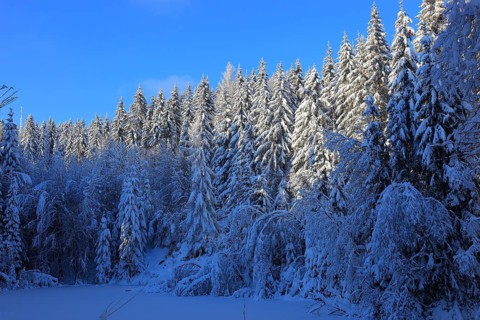 Winter landscape in the Fichtelgebirge, Bayreuth district, Upper Franconia, Bavaria, Germany,