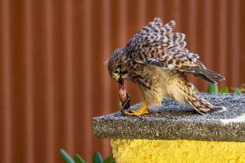 Common kestrel (Falco tinnunculus), young bird just becoming airworthy sits on a wall and eats a
