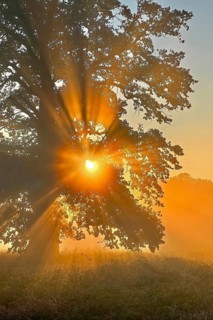 Sunrise, floodplain meadows, floodplain landscape on the Middle Elbe, morning mist, fog, sunrays,