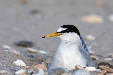Little Tern (Sternula albifrons), adult bird on the clutch, breeding, Lower Saxon Wadden Sea