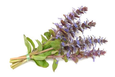 Blue bugles (Ajuga reptans), also known as guilder's goutweed, medicinal plant, infusion of dried
