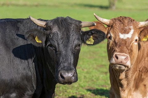 Black cow and a piebald cattle on the pasture, Franconia, Bavaria, Germany, Europe