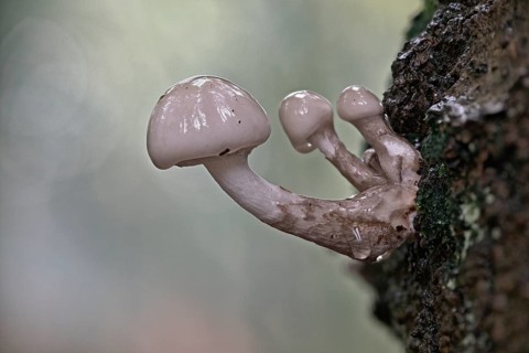 Porcelain fungi (Oudemansiella mucida), Emsland, Lower Saxony, Germany, Europe