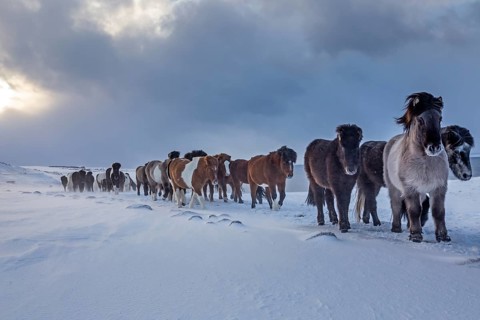 Icelandic horses in the snow in a storm in front of clouds, herd, Akureyri, Iceland, Europe