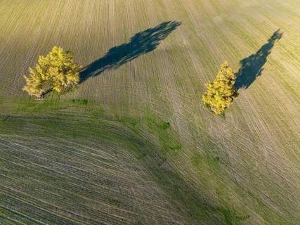 Cultivated fields in winter in the Campiña Cordobesa, the fertile rural area south of the town of