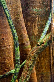 Structure, pattern, deposits, patina, art, nature, nature art on tropical tree, rainforest,