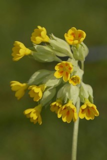 Cowslip (Primula veris)