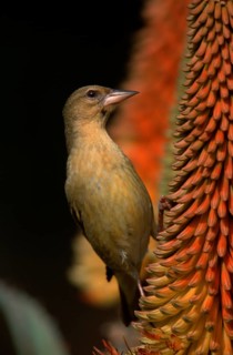 African southern masked weaver (Ploceus velatus), female, Addo Elephant National Park,