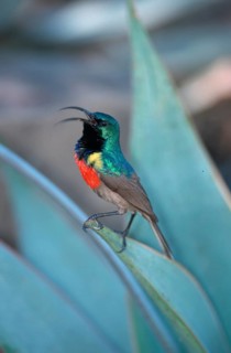 Great Collared Sunbird, male, Addo Elephant National Park, South Africa (Nactarinia afra),