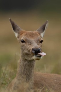 Red deer (Cervus elaphus) adult female hind sticking its tongue out, Surrey, England, United