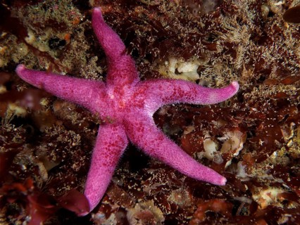 Bloody Henry Starfish (Henricia), dive site Maharees Islands, Castlegregory, Co. Kerry, Irish Sea,