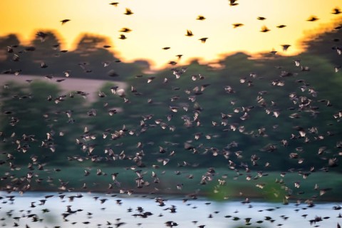 A flock of starlings or common starlings (Sturnus vulgaris) flies over the water of the Schlei to