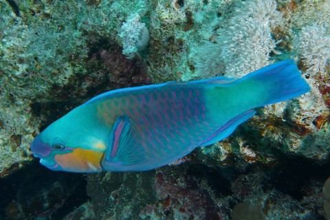 Bullethead parrotfish (Chlorurus sordidus), Dive Site Small Gifton Reef, Hurghada, Egypt, Red Sea,