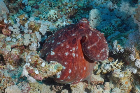 Great Blue Octopus (Octopus cyaneus), Dive Site House Reef, Mangrove Bay, El Quesir, Egypt, Red