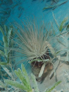 Tube-dwelling anemone (Cerianthus), Dive Site House Reef, Mangrove Bay, El Quesir, Red Sea, Egypt,