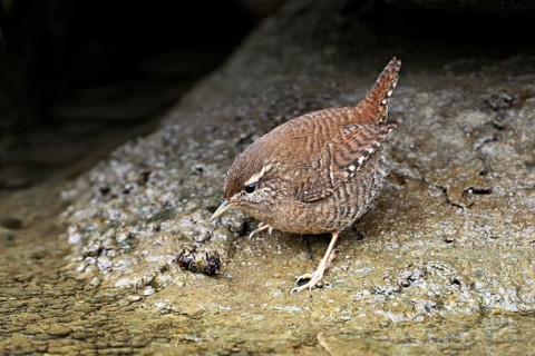 Eurasian wren (Troglodytes troglodytes), standing on a stone at the edge of a waterhole,