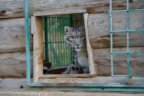Snow leopard (Panthera uncia), captive, reception station of the German Nature Conservation