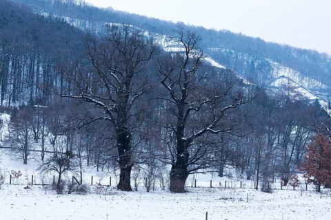 Natural monument oak trees on Schöpsdamm