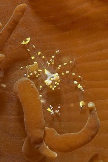 Extreme close-up of shrimp Disc anemone shrimp (Pliopontonia furtiva) sitting on disc anemone