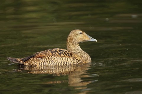 Common Eider (Somateria mollissima), female, swimming, diving ducks, diving duck, Aythyinae, duck