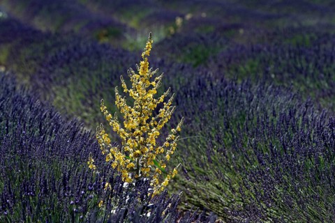 Mullein in a lavender field, Provence, France, Europe