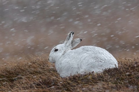 Mountain hare (Lepus timidus), Alpine hare, snow hare in white winter pelage resting in moorland,