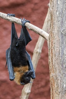 Lyle's flying fox (Pteropus lylei) native to Cambodia, Thailand and Vietnam hanging upside down