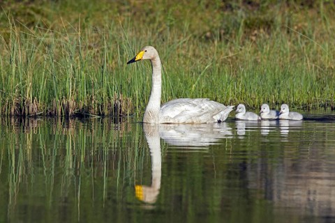Whooper swan (Cygnus cygnus) adult swimming in lake with cygnets in spring in Scandinavia
