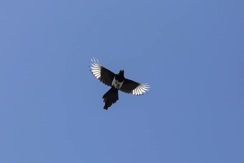 Eurasian magpie (Pica pica), common magpie in flight against blue sky