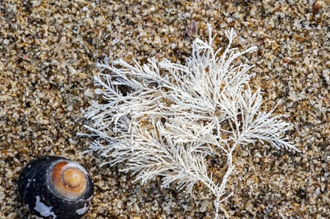 Common Coral Weed, Coralweed (Corallina officinalis) washed ashore on beach