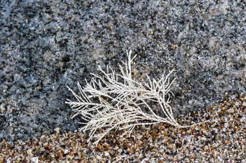 Common Coral Weed, Coralweed (Corallina officinalis) washed ashore on beach