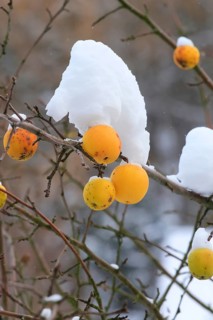 Winter, apple tree, Germany, Europe