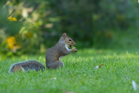 Grey squirrel (Sciurus carolinensis) adult animal feeding on a hazelnut on a garden lawn, Suffolk,