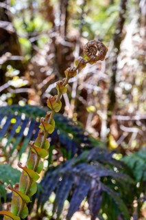 Silver tree fern (Cyathea dealbata), Lake Matheson Trail, New Zealand, Oceania