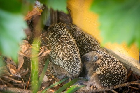 Hedgehog mother with young in the living environment of humans. A near-natural garden is a good