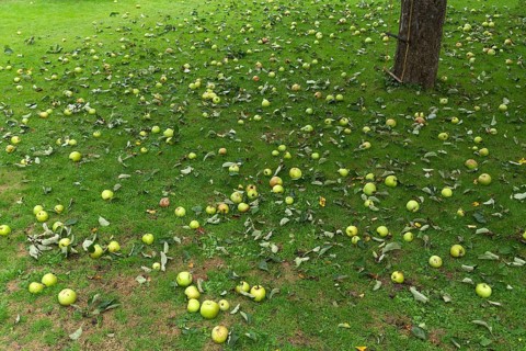 Fallen fruit, apple tree (Malus) on the lawn, Bavaria, Germany, Europe