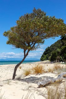 Abel Tasman Coast Track, Apple Tree Bay, Beach, Kaiteriteri, New Zealand, Oceania