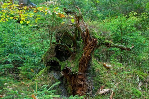 Schrammstein area in Saxon Switzerland