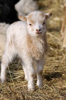 Skudde, lamb
