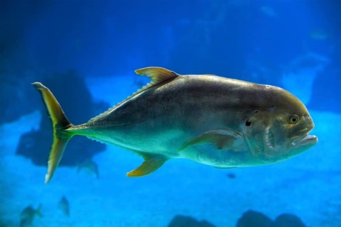 The crevalle jack, also known as the common jack, black-tailed trevally (Caranx hippos), couvalli