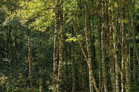 Abstract view of numerous moss-covered birch trunks in the forest, near Brot-Plamboz in the canton